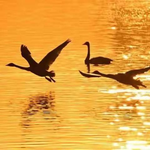 2024年首发带您看不一样壶口瀑布冰挂 ，中国最多的天鹅和地坑院摄影四日游！