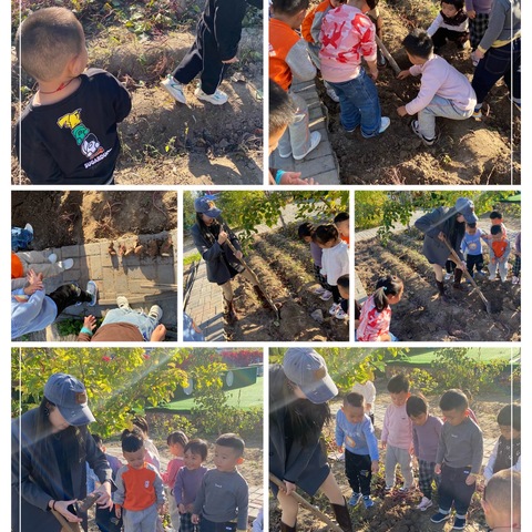 蒙古族幼儿园汉小一班开展“感受秋天，丰收喜悦”——挖红薯活动