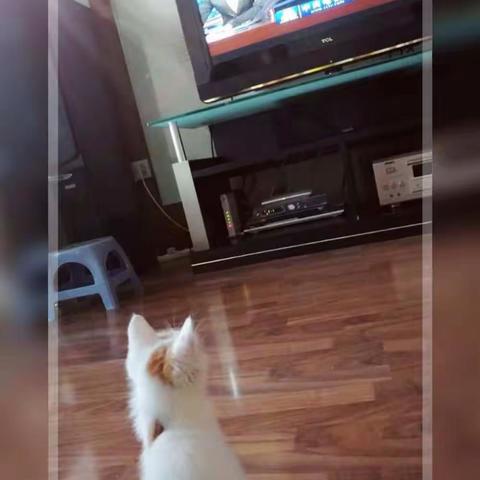 一只爱看电视的🐱喵～喵
