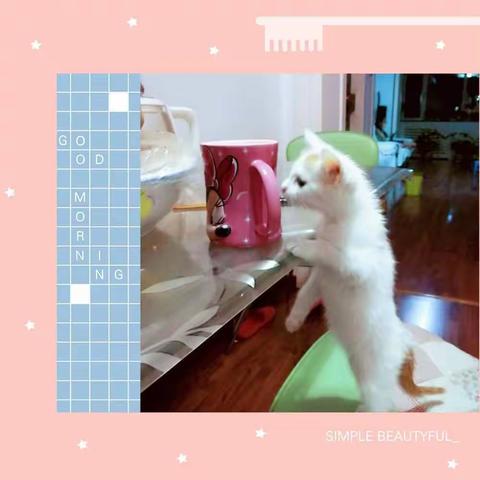 没有我小喵去不了的地儿～