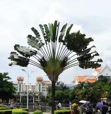 西双版纳是一棵美丽的树，长在我们心里！（副本）