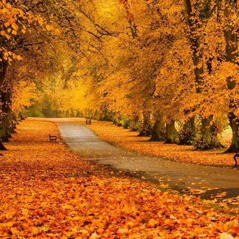 ——实验小学栏杆分校南区 语文组教研活动