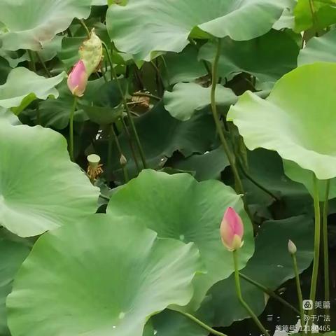 碧莲粉荷别样娇