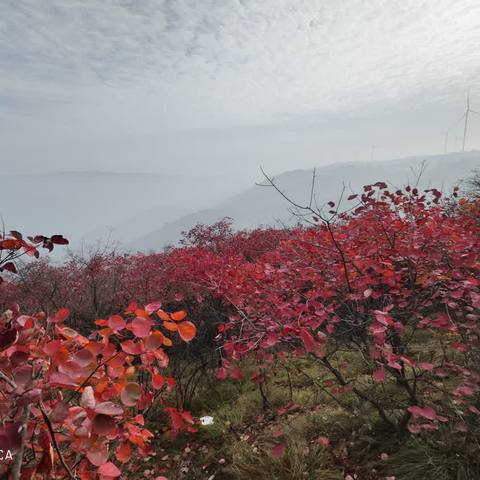 红   叶   映   在   南   太  行