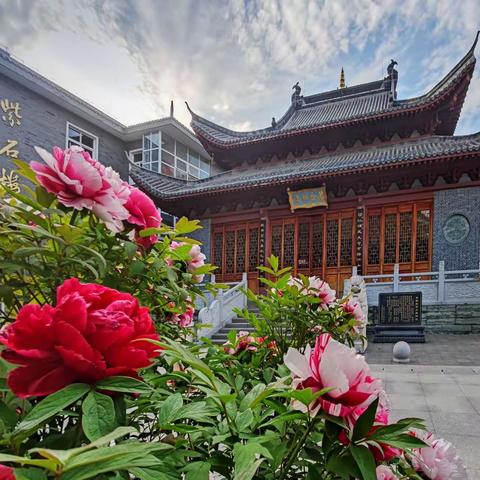 当牡丹遇到郁金香——江苏省海安高级中学美翻了