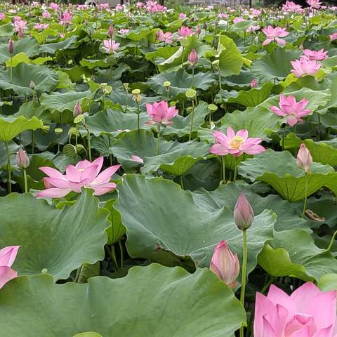 #夏荷 游览茂南区镇盛樟岭莲藕莲子基地荷花盛开记