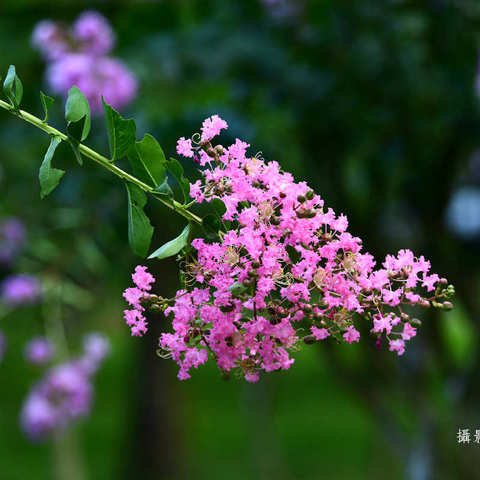 邂逅这一棵棵会开花的树，陪我们度过夏日骄阳