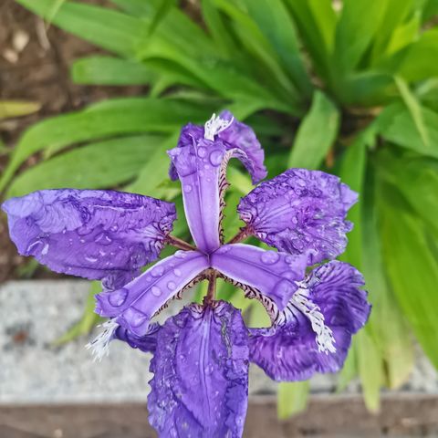 雨后，清新迷人