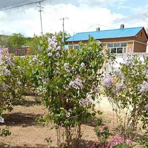 成吉思汗镇大旗村开展新时代文明实践“爱国卫生运动”主题活动