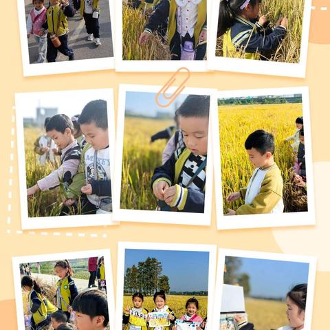 “稻谷飘香”大二班班本课程