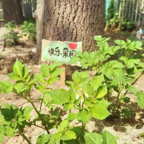 中四成长故事｜快乐菜园成长记🌱