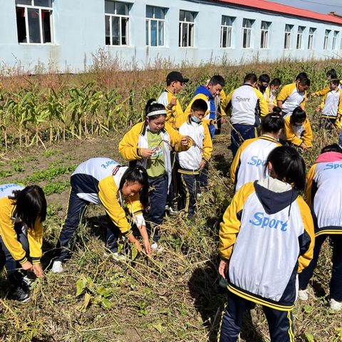 实验田里结硕果，劳动教育显成效——鸡西市第十六中学“丰收节”纪实
