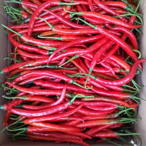 “辣”出新机遇   暗流美人“椒”