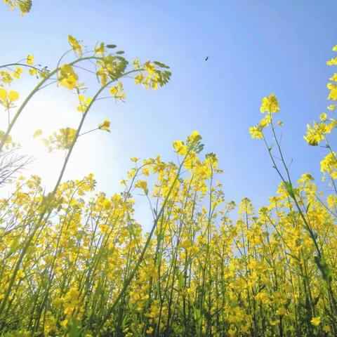 “百花争艳  同放异彩”记瑞昌四中片区学校数学组同课异构