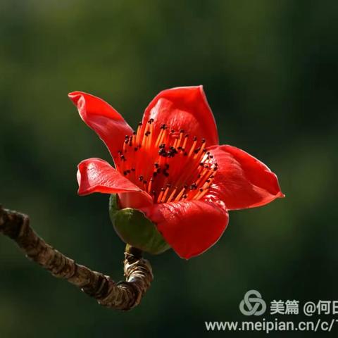 醉美三月天 红棉花正艳