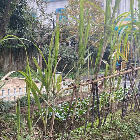 【课程故事】“甘蔗丰收啦”—大二班《丰收的季节》主题下的故事