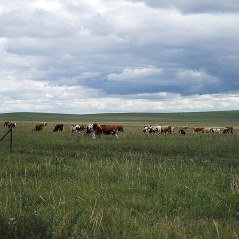 天边草原乌拉盖2日自驾游介绍