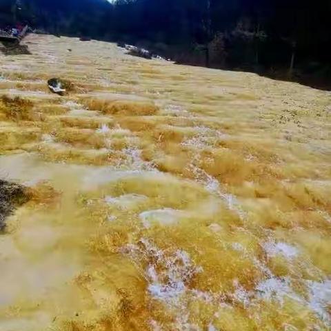 四川成都八日游纪实拍摄！（九）游览【世界奇观】【人间瑶池】黄龙景区！中.2023.9.22.