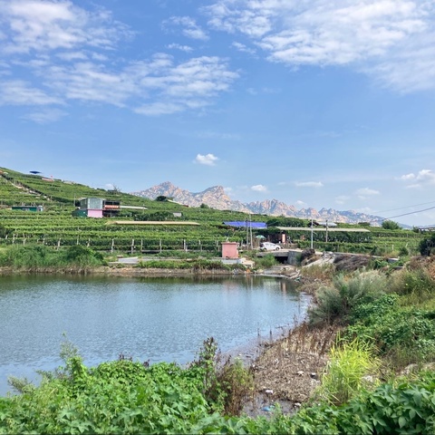 大泽山农行到葡萄节会场进行业务宣传