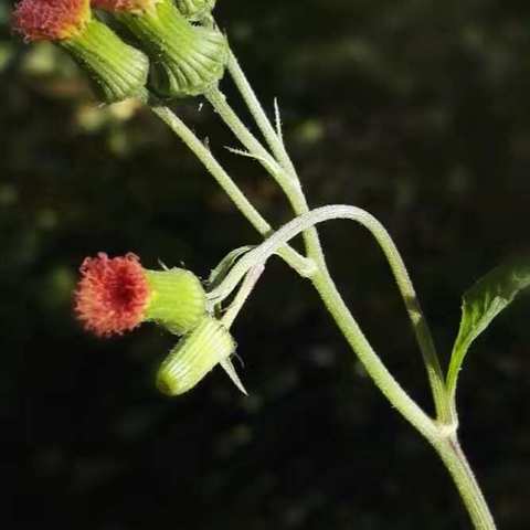 野茼蒿