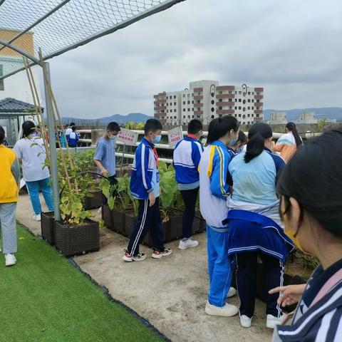 植物乐园促成长，种植体验乐趣无限——《基于生物学科核心素养的情境化主线教学实践研究》课题 初中年级种植活动