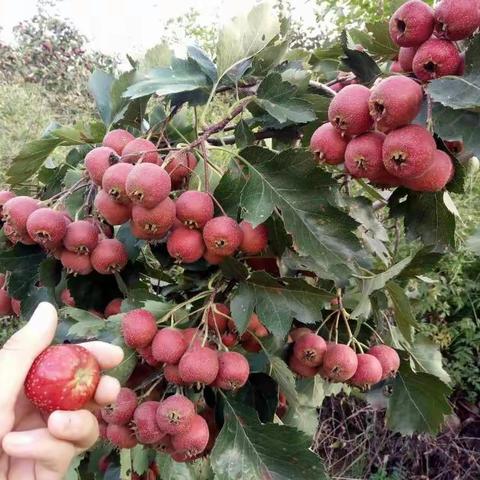 蛮营满山红山楂采摘园