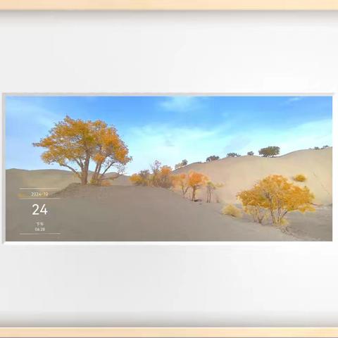 葫芦岛沙漠胡杨展