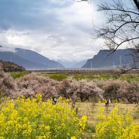 林芝波密桃花节之行
