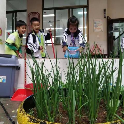 防城港市文昌小学一年级（3）班的菜园丰收啦