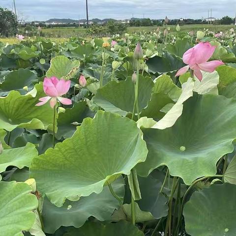 夏日荷塘