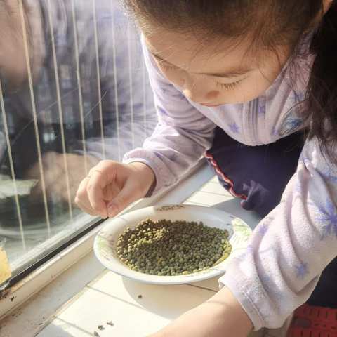 豆芽生长日记