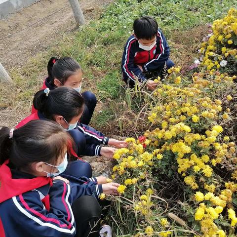 金秋赏菊，茶香四溢-----定州市翟城小学“赏菊、爱菊、品菊、学菊”主题活动纪实