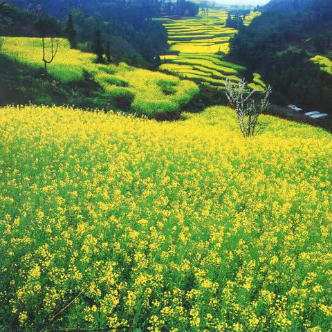 中都隆冬油菜花  大山深处别样美