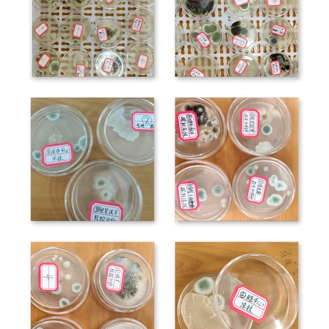 【实验·生物殿堂1】检测不同环境中的细菌和真菌