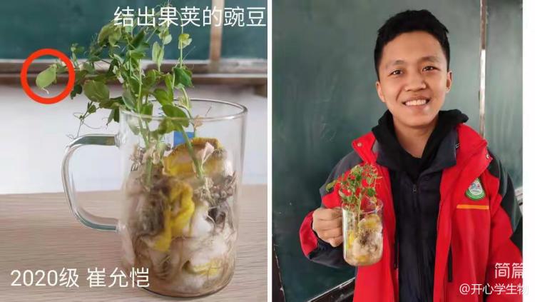 简篇-被子植物的一生