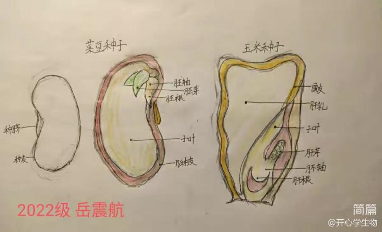 简篇-被子植物的一生