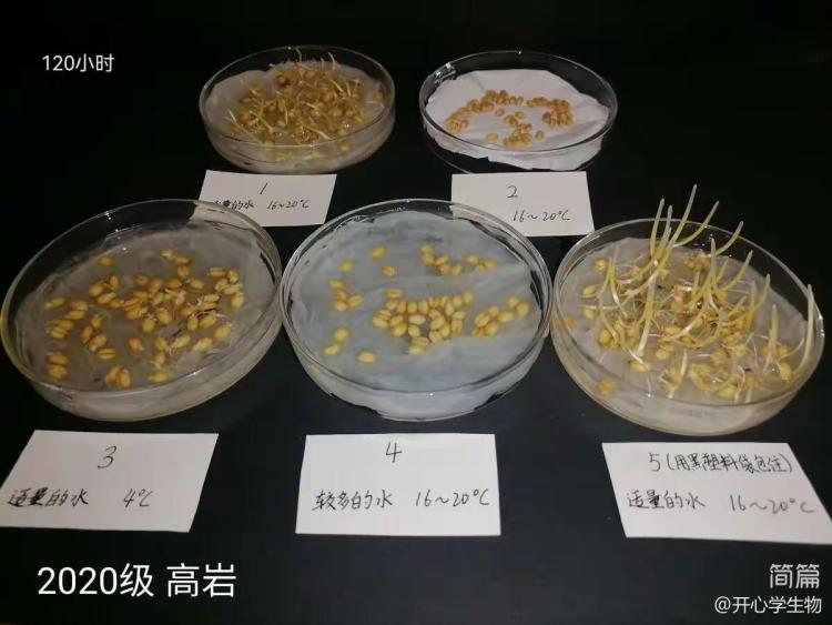 简篇-被子植物的一生