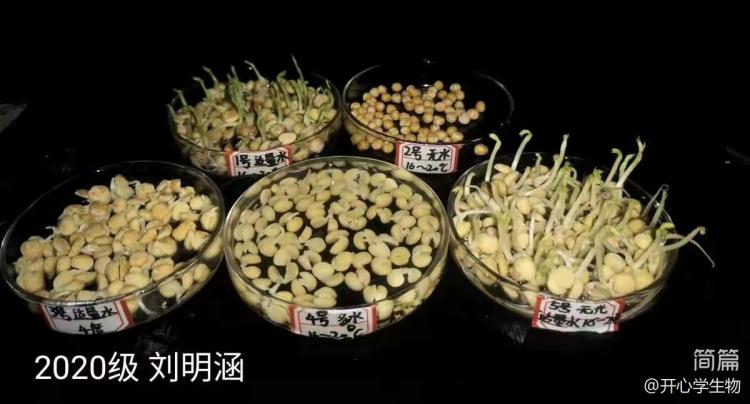 简篇-被子植物的一生
