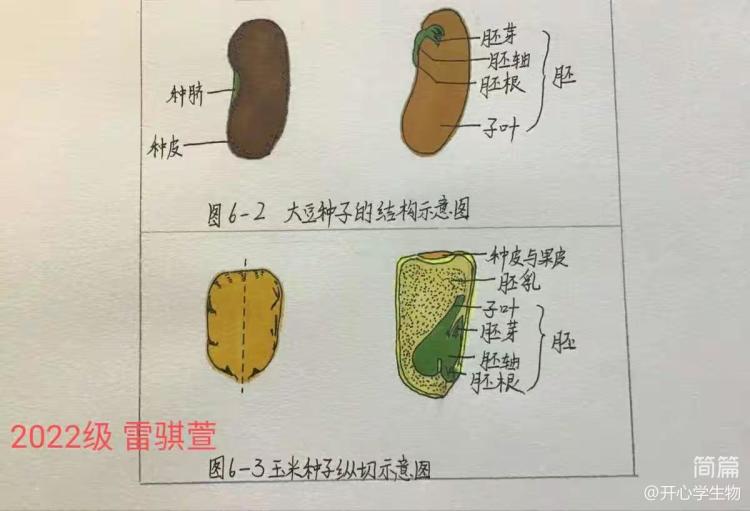 简篇-被子植物的一生