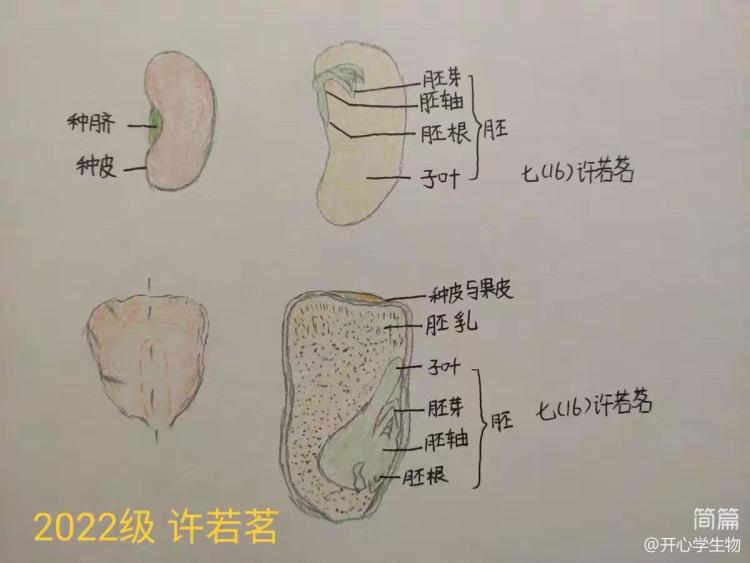 简篇-被子植物的一生