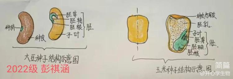 简篇-被子植物的一生