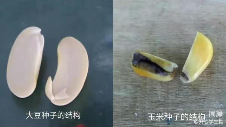 简篇-被子植物的一生