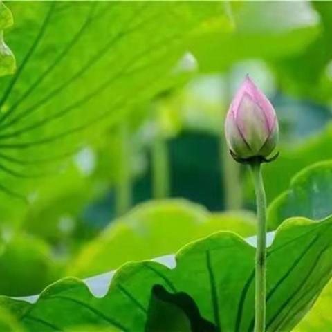 小荷风采－小绿叶班佳作辑（六）