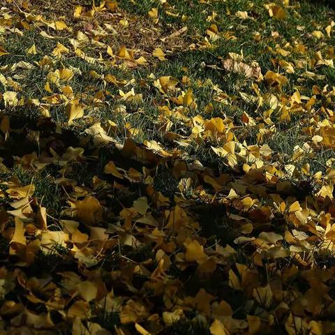 2019年立冬国际雕塑园的花花草草