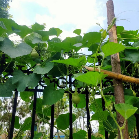 见证葫芦成长，传承葫芦文化——东昌府区新城小学种植葫芦活动纪实