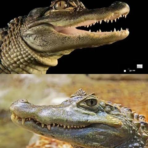 高迪班《鳄鱼🐊出没》