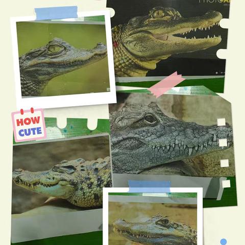 高迪班《鳄鱼🐊出没》