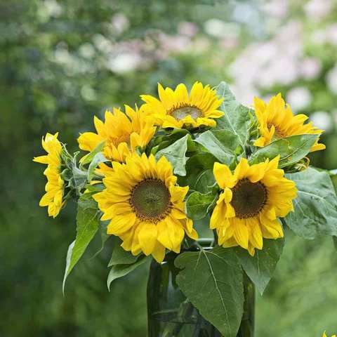 泉之声悦读：祖国颂•强国梦