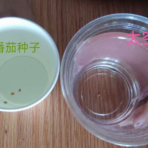 太空红钻番茄和普通红钻番茄的观察日记