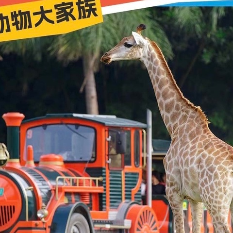 游广州长隆野生动物园